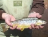   Brown Trout Fly Fishing        